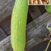 Luffa