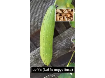 Luffa