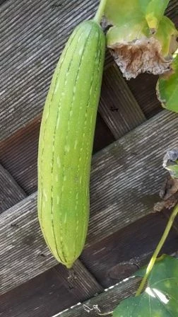 Luffa