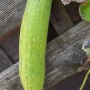 Luffa