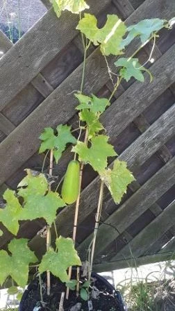 Luffa