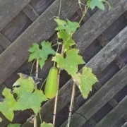 Luffa