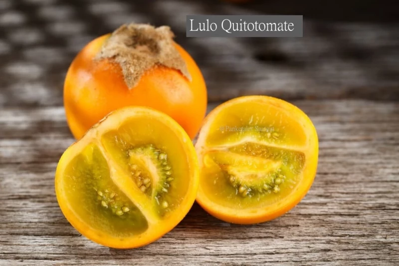Lulo Quitotomate