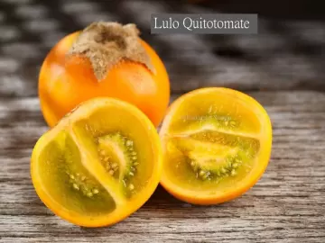 Lulo Quitotomate