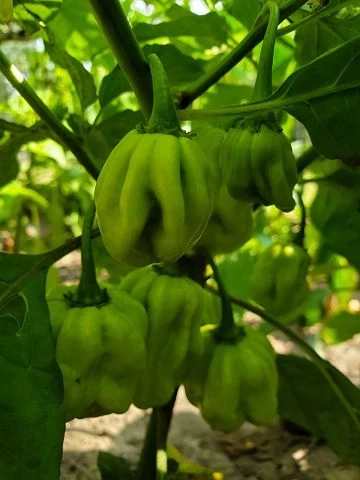 Chilli  Habanero - Mix