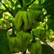 Chilli  Habanero - Mix