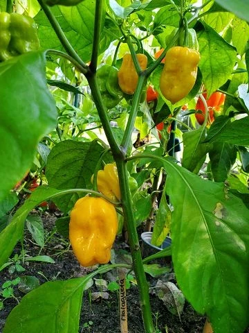 Chilli  Habanero - Mix