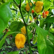 Chilli  Habanero - Mix