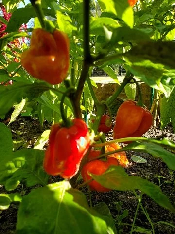 Chilli  Habanero - Mix