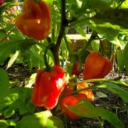 Chilli  Habanero - Mix