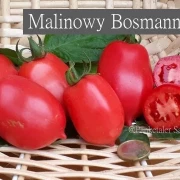 Malinowy Bosmann