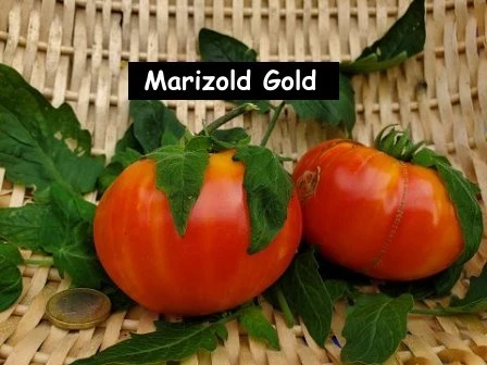 Marizold Gold