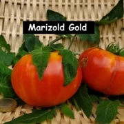 Marizold Gold