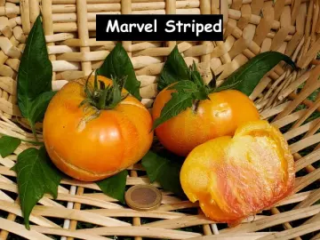 Marvel Striped