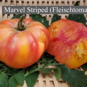 Marvel Striped (Fleischtomate)