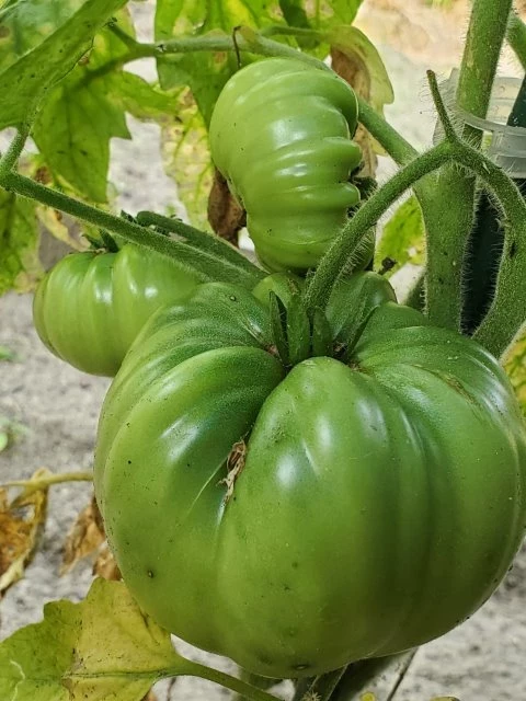 Marvel Striped (Fleischtomate)