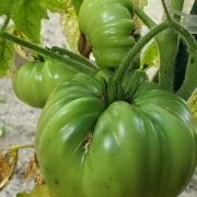 Marvel Striped (Fleischtomate)