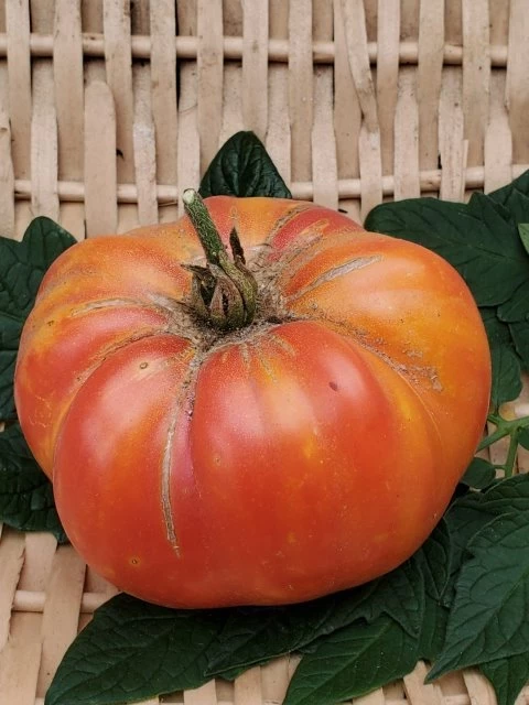 Marvel Striped (Fleischtomate)