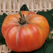 Marvel Striped (Fleischtomate)