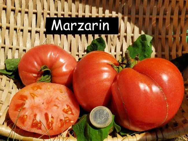 Mazarini