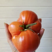 Mazarini
