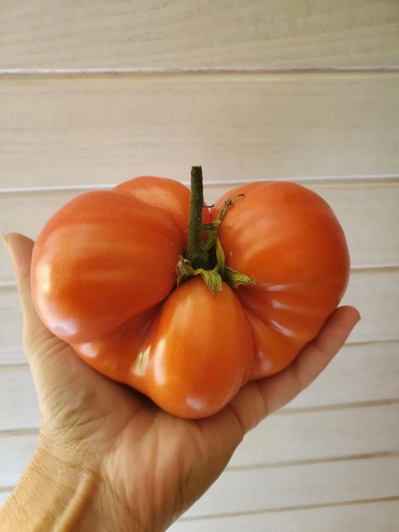 Mazarini
