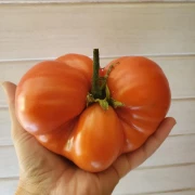 Mazarini