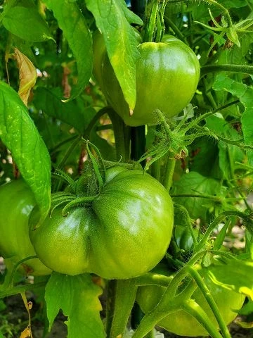 Mazarini