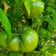 Mazarini
