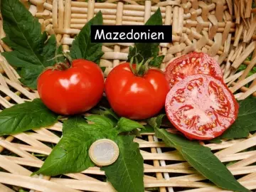 Mazedonien (rot, rund) grisch