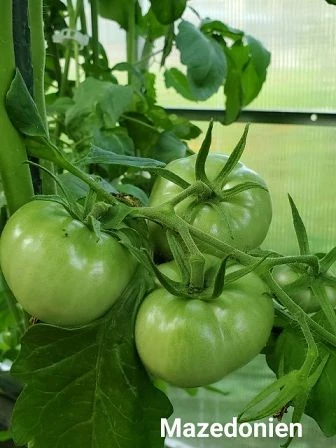 Mazedonien (rot, rund) grisch