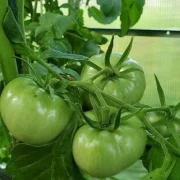 Mazedonien (rot, rund) grisch