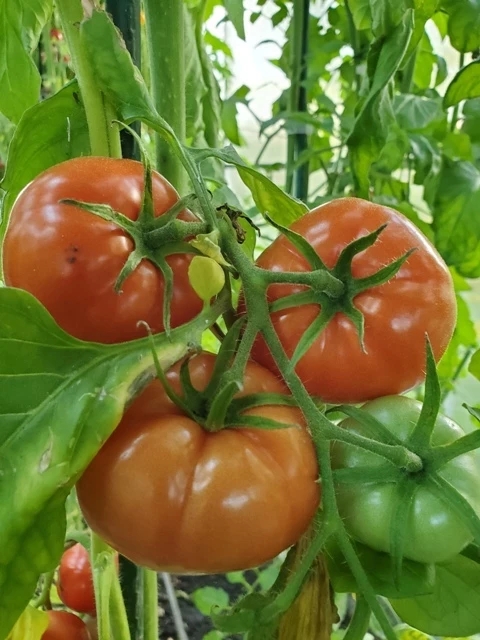 Mazedonien (rot, rund) grisch