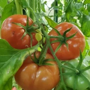 Mazedonien (rot, rund) grisch