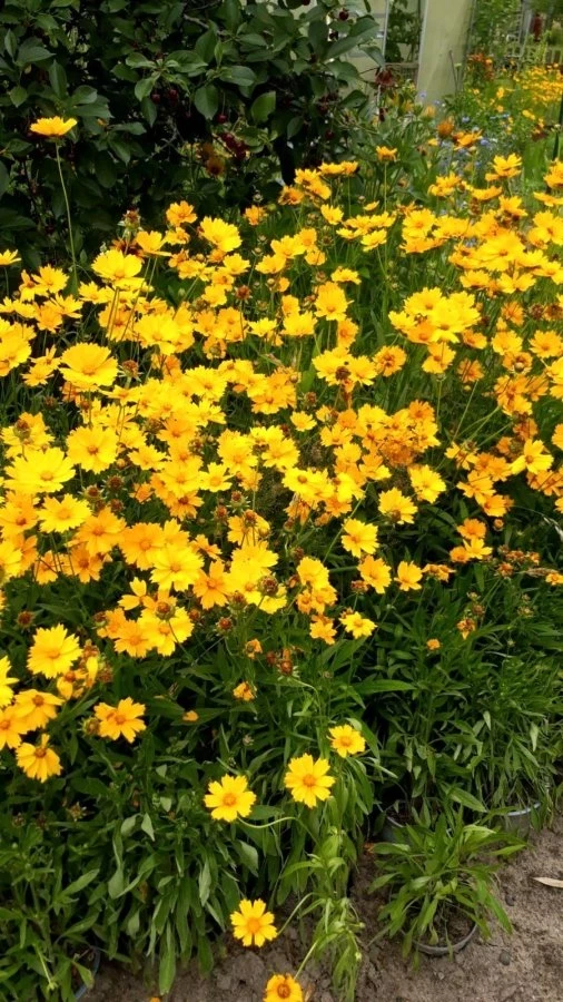 Mädchenauge (Coreopsis grandiflora) gelb