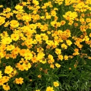 Mädchenauge (Coreopsis grandiflora) gelb