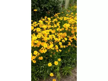Mädchenauge (Coreopsis grandiflora) gelb