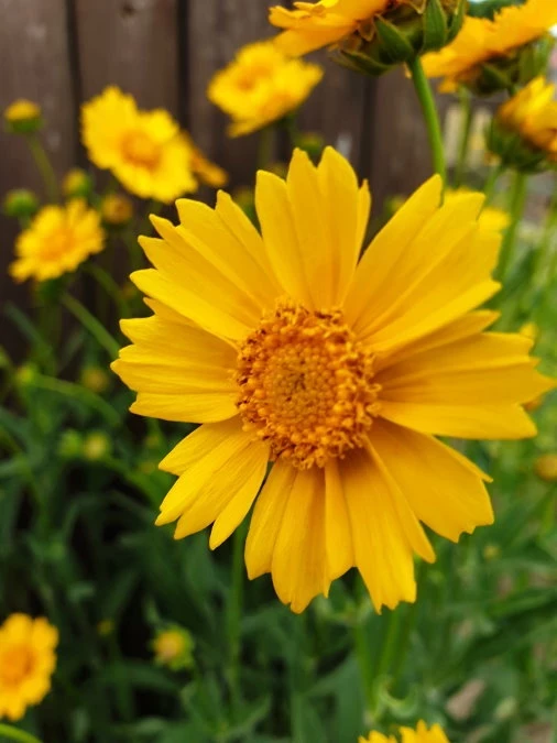 Mädchenauge (Coreopsis grandiflora) gelb