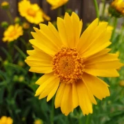 Mädchenauge (Coreopsis grandiflora) gelb