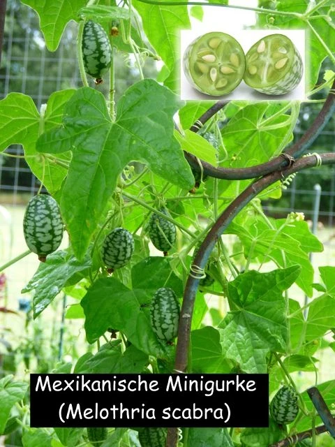 Mexikanische Minigurke