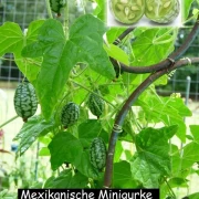 Mexikanische Minigurke