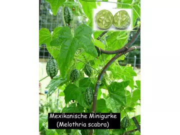 Mexikanische Minigurke