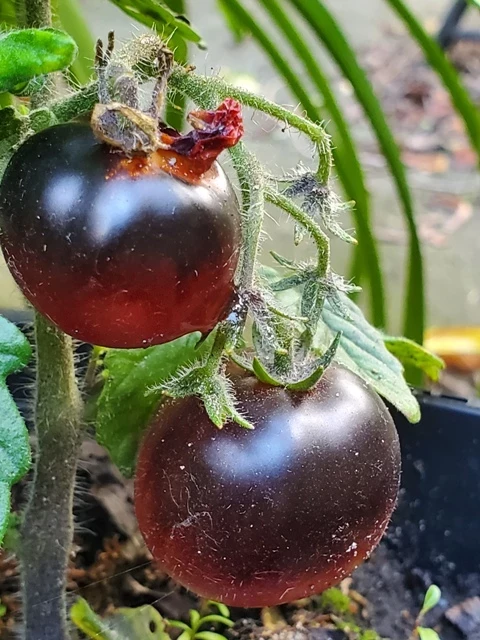 Micro Purple (Zwergtomate)