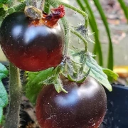 Micro Purple (Zwergtomate)
