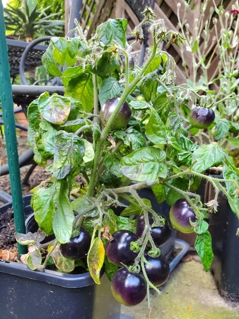 Micro Purple (Zwergtomate)