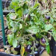 Micro Purple (Zwergtomate)