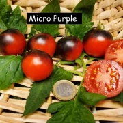 Micro Purple (Zwergtomate)