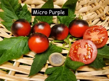 Micro Purple (Zwergtomate)
