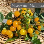 Microwein  (Multiflora)