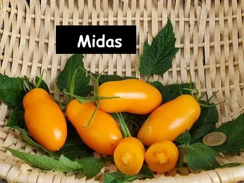 Midas, orange